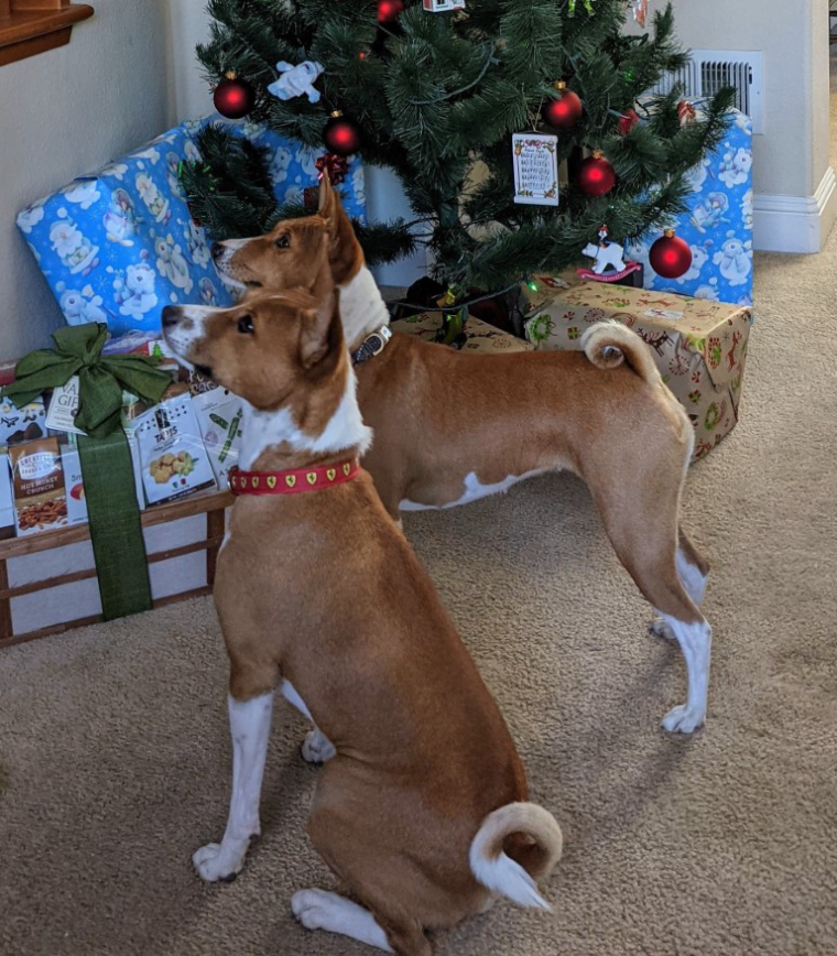 0_1608150065090_Christmas Dogs (Medium).jpg